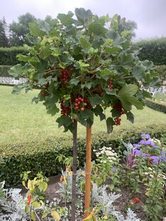 Животные и растения города 