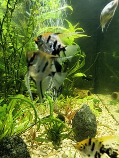 Рыбки и растения