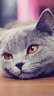 Забавные кошечки 