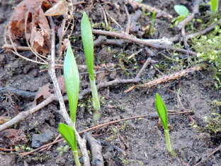 Идём за черемшой в лес