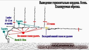Виноград для начинающих в картинках.