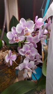 Фото моих орхидей