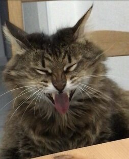 Хитяры двух котяр
