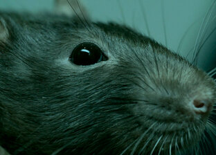 Дератизация