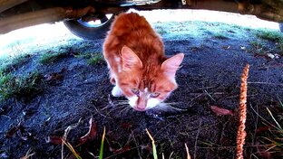 ИНТЕРЕСНО про ФАУНУ - ПТИЦ, РЫБ, ЗВЕРЮХ и НАСЕКОМЫХ