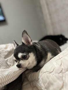 Мои хвостики