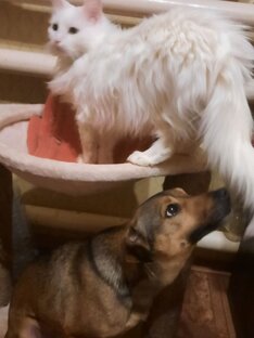 Умка🐕 и Адик 🐈