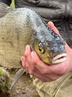 Рыбалка на фидер🎣