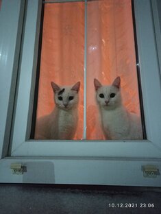 Забавные животные