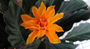 Знакомы или нет?