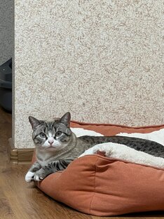 Моя кошка