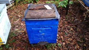 Щавельная кислота#Результат за 10 дней 