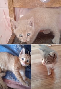 Видео о кошечках!