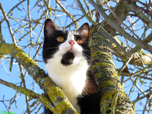 Котики