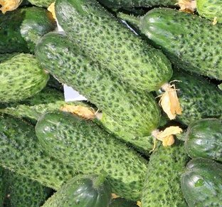 Выращивание огурцов