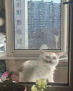 фото меми