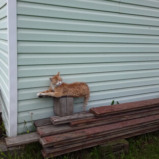 Рассадные хлопоты 