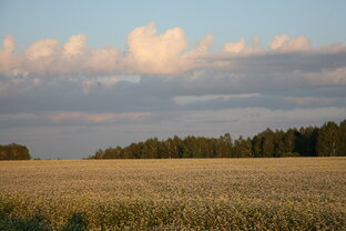Полезные травы
