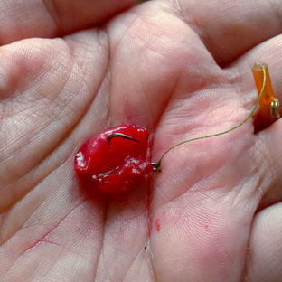 О приманках