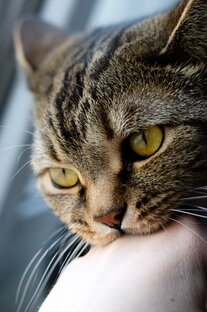 Булочка❤️🐈