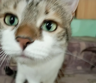 Наши кошечки