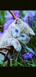 Кошачий мир. 