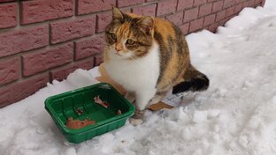 Бездомная кошка
