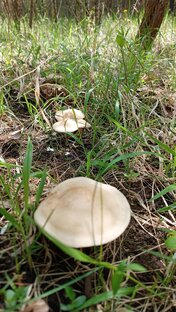 Грибы Крыма