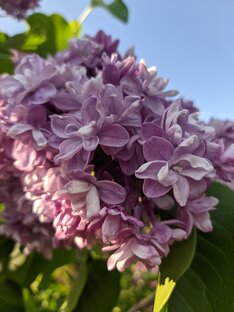 Ботанические зарисовки