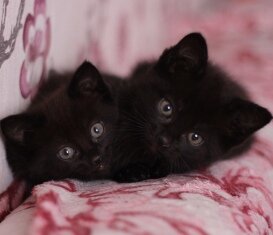  Бонни и Клайд или волшебная кошка из Бандл Сити.