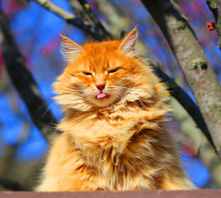 Любимые котики