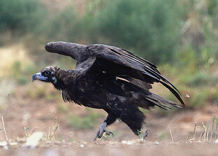 Дневные хищные птицы