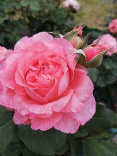 Японские розы в Сибири