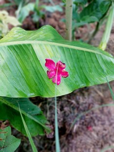 Тропический цветник