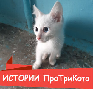 Истории ПроТриКота