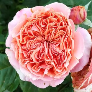 Дача, цветы