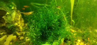 Яванский мох