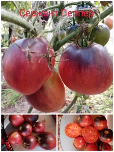 Сержант Пеппер