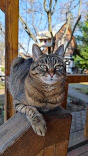 Муся - Королевна нашего дома