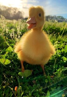 Всё что маленкая красивое