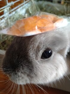 Видео про Мяту!🥰