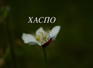 Фильмы