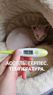Ассоль и Сиси 