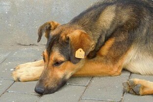 Зоошиза, ОСВВ
