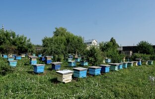 Вековая пасека