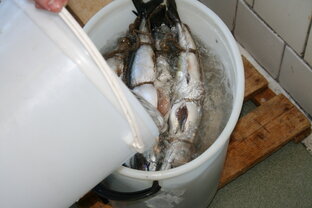 Технология производства рыбы