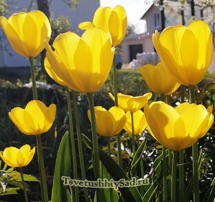 Цветы нужны нам для души!