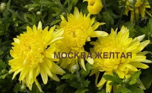 Корейские хризантемы 