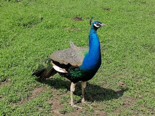 Про павлинов наших