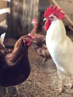 Куриное царство